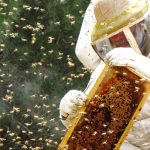 תמכו בתוצרת הארץ בקנייה ישירה של דבש מדבוראי ישראל